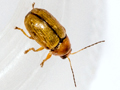 Cryptocephalus pusillus